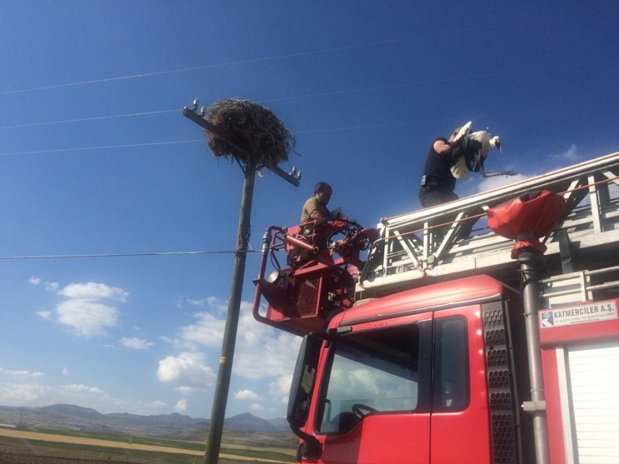 Anneleri Ölen Yavru Leylekler Koruma Altına Alındı