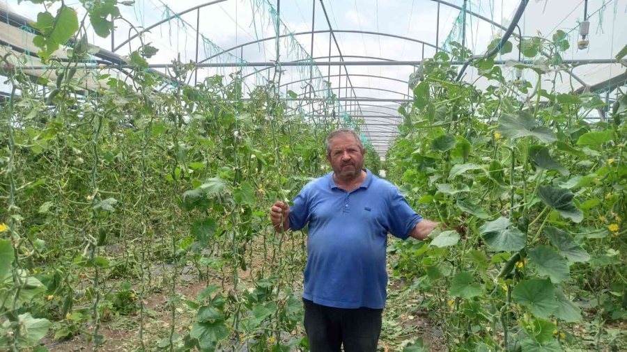 Dolunun Vurduğu Seralarda Ürünler Büyük Hasar Gördü