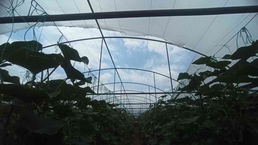 Dolunun Vurduğu Seralarda Ürünler Büyük Hasar Gördü