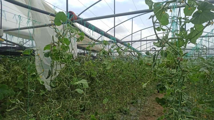 Dolunun Vurduğu Seralarda Ürünler Büyük Hasar Gördü