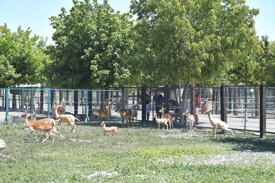 Büyükşehir’in Hayvanat Bahçesi’ne 3 Günde 50 Bin Ziyaretçi