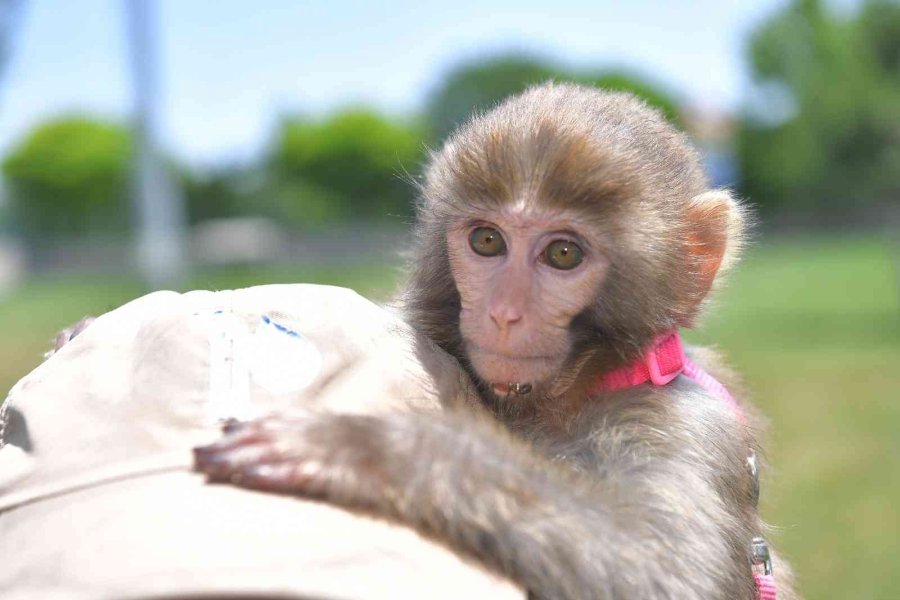 Büyükşehir’in Hayvanat Bahçesi’ne 3 Günde 50 Bin Ziyaretçi