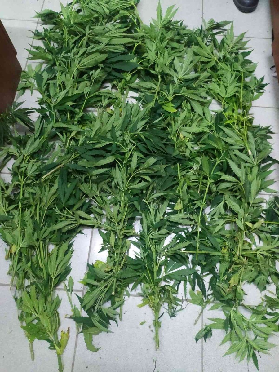 Ormanlık Alanı Kenevir Bahçesine Çevirmişler