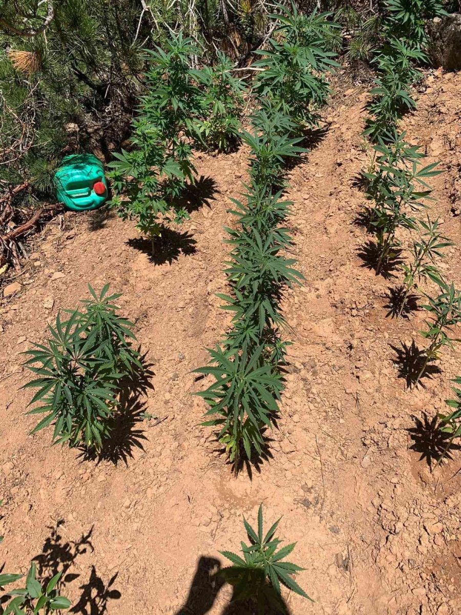 Ormanlık Alanı Kenevir Bahçesine Çevirmişler