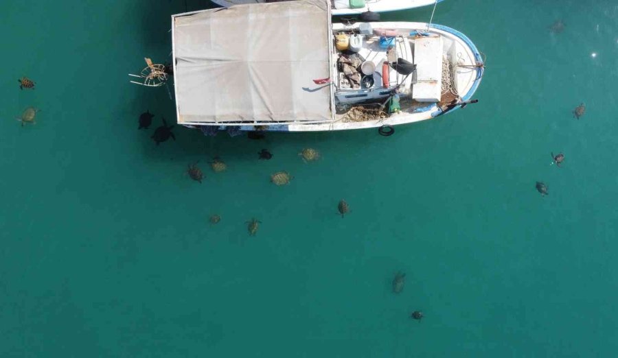 Balıkçıların Dostu Caretta Carettalar Döndü, Bu Kez Kat Kat Fazla