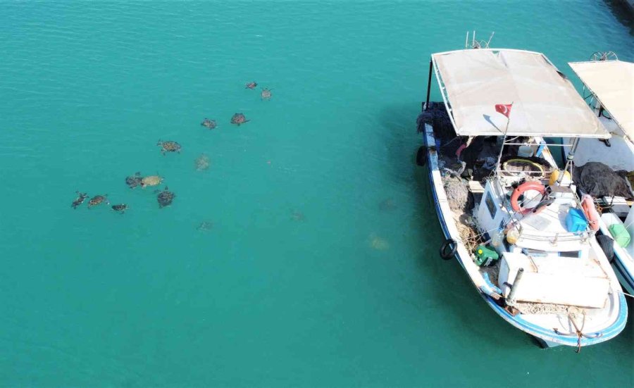 Balıkçıların Dostu Caretta Carettalar Döndü, Bu Kez Kat Kat Fazla