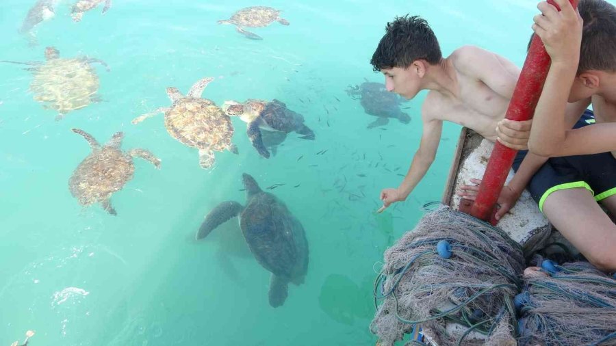 Balıkçıların Dostu Caretta Carettalar Döndü, Bu Kez Kat Kat Fazla