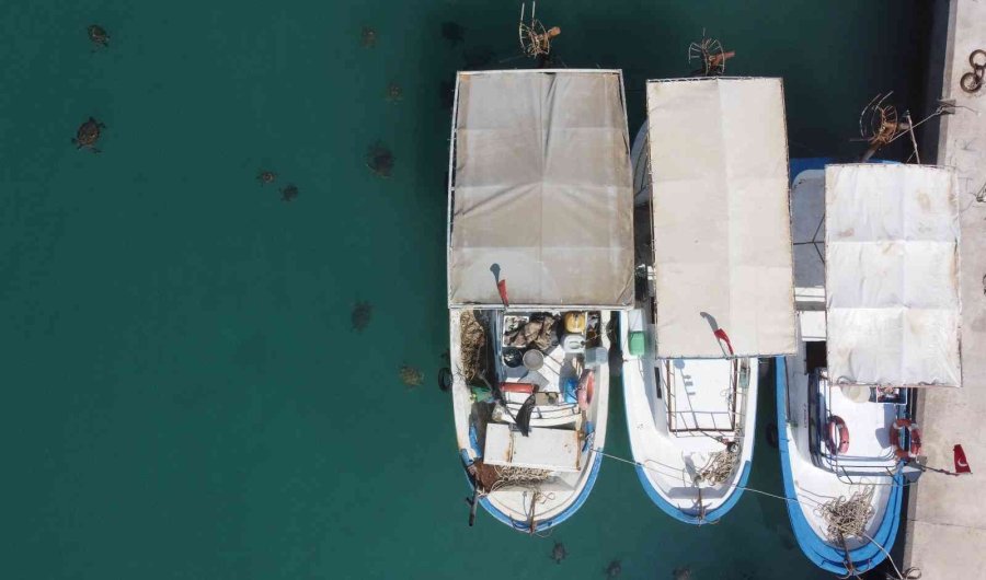 Balıkçıların Dostu Caretta Carettalar Döndü, Bu Kez Kat Kat Fazla