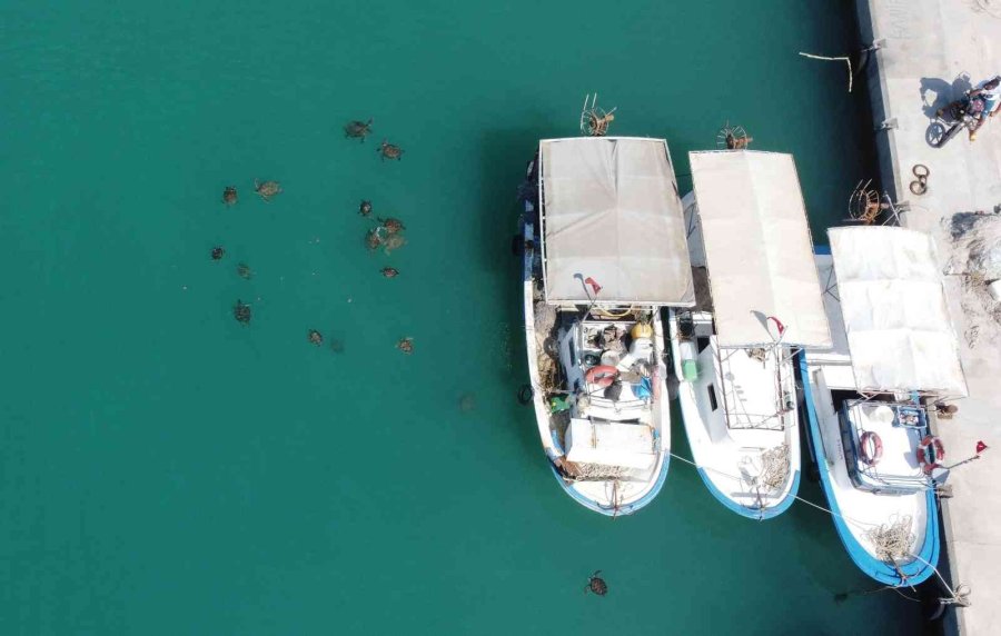 Balıkçıların Dostu Caretta Carettalar Döndü, Bu Kez Kat Kat Fazla