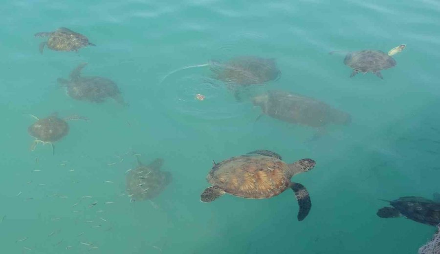Balıkçıların Dostu Caretta Carettalar Döndü, Bu Kez Kat Kat Fazla