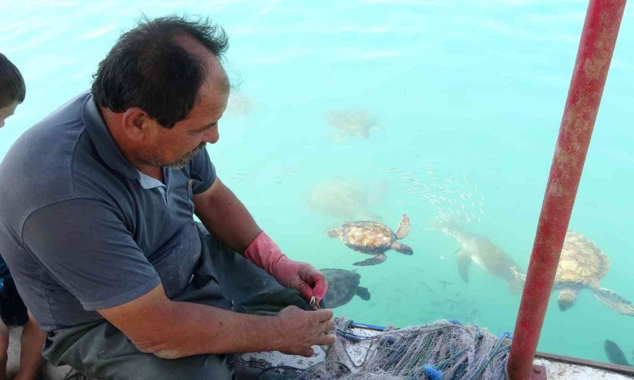 Balıkçıların Dostu Caretta Carettalar Döndü, Bu Kez Kat Kat Fazla