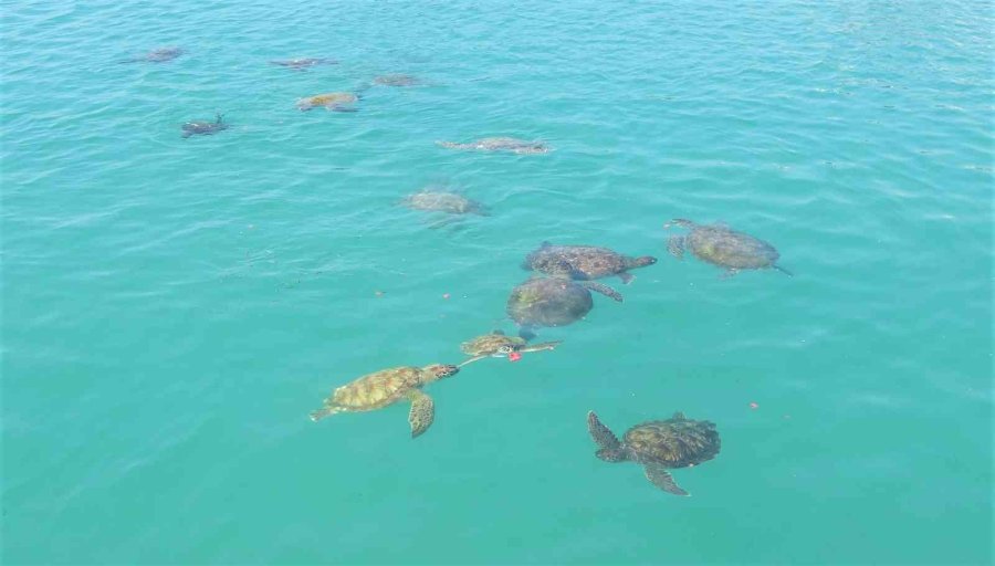 Balıkçıların Dostu Caretta Carettalar Döndü, Bu Kez Kat Kat Fazla