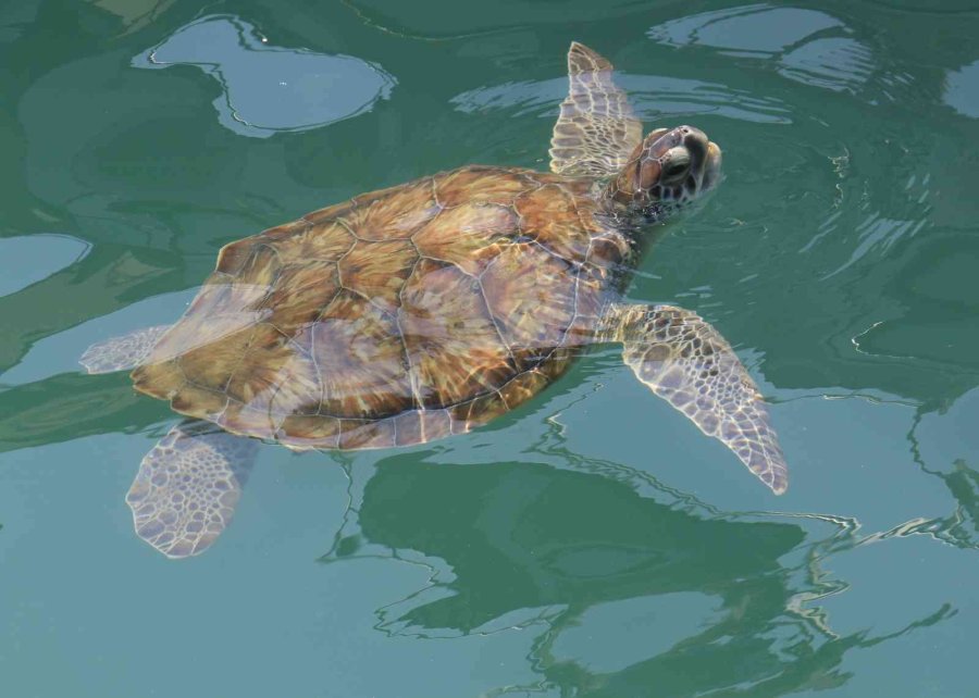 Balıkçıların Dostu Caretta Carettalar Döndü, Bu Kez Kat Kat Fazla
