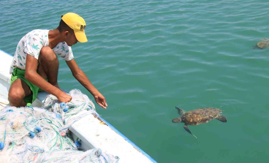 Balıkçıların Dostu Caretta Carettalar Döndü, Bu Kez Kat Kat Fazla