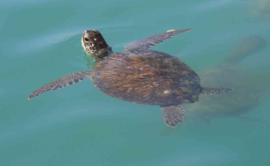 Balıkçıların Dostu Caretta Carettalar Döndü, Bu Kez Kat Kat Fazla
