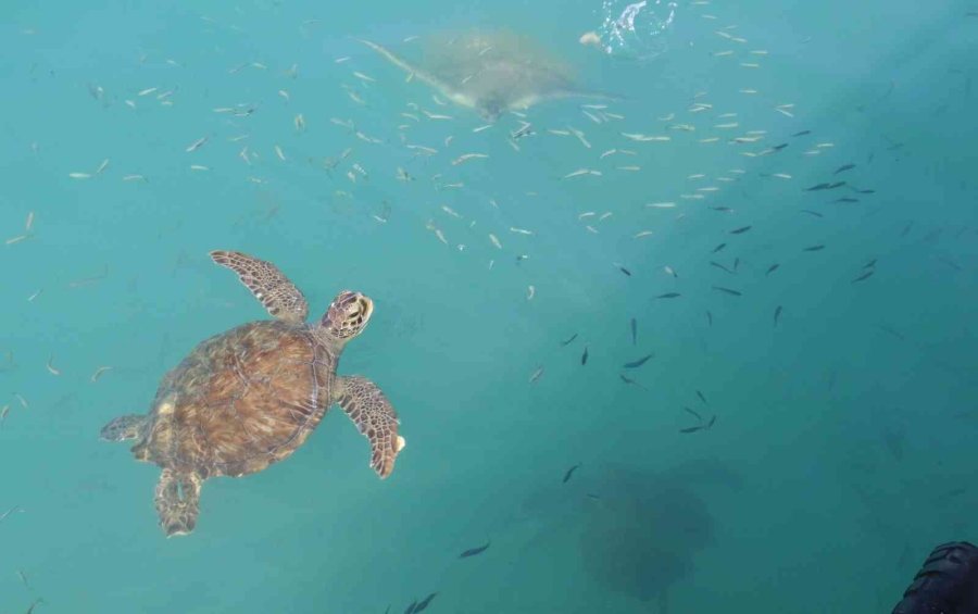 Balıkçıların Dostu Caretta Carettalar Döndü, Bu Kez Kat Kat Fazla