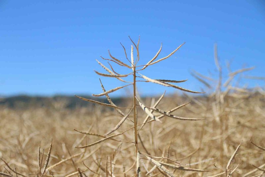 Kanolada İlk Deneme Yüz Güldürdü