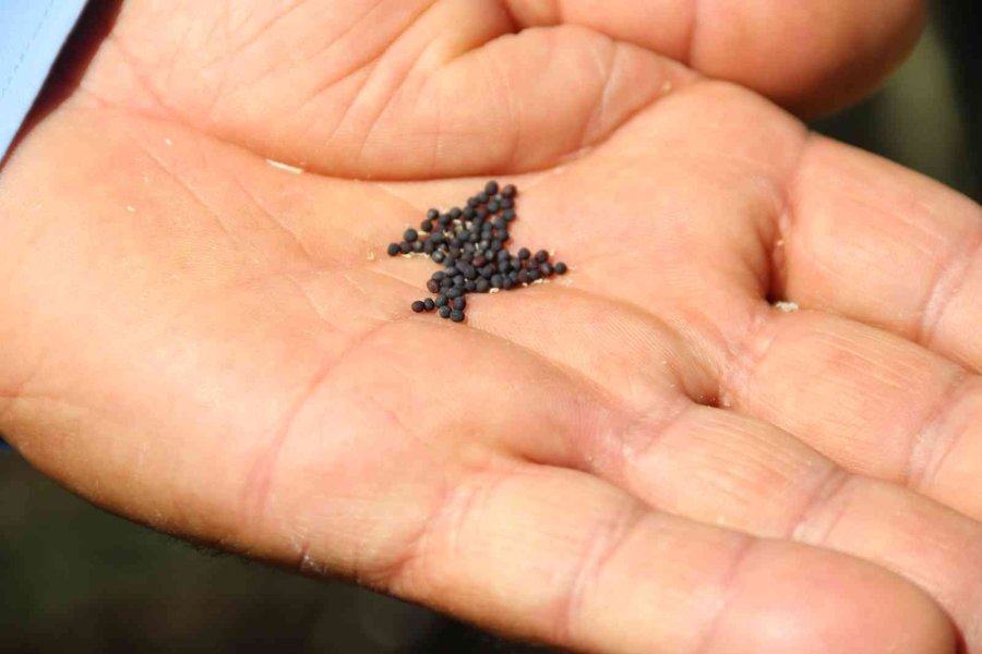 Kanolada İlk Deneme Yüz Güldürdü