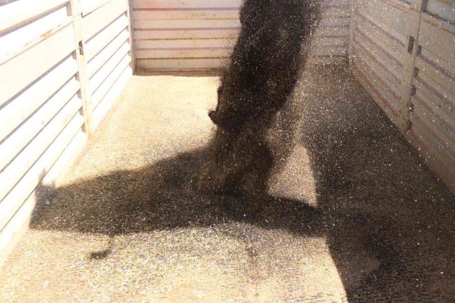 Kanolada İlk Deneme Yüz Güldürdü