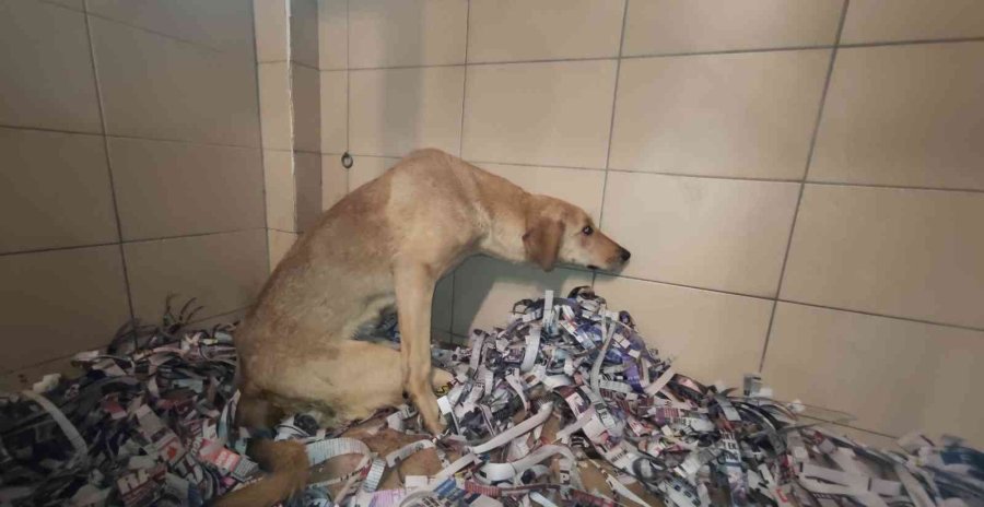 Yürek Yakan Bu Duruma Seyirci Kalmadılar