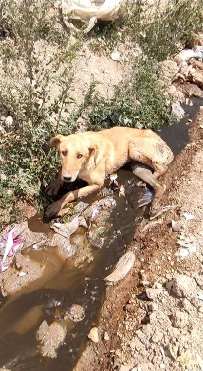 Yürek Yakan Bu Duruma Seyirci Kalmadılar