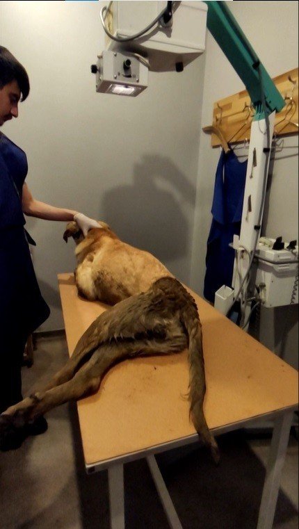 Yürek Yakan Bu Duruma Seyirci Kalmadılar