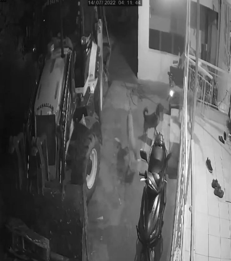 Köpeklerin Organize Ayakkabı Hırsızlığı Kamerada