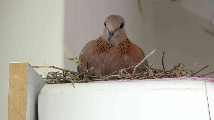 Kuş Yuva Yaptı, Bu Sıcakta Klimadan Vazgeçti
