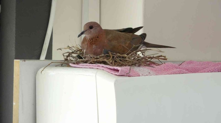 Kuş Yuva Yaptı, Bu Sıcakta Klimadan Vazgeçti
