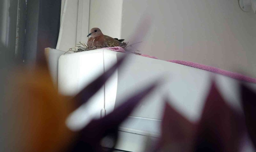 Kuş Yuva Yaptı, Bu Sıcakta Klimadan Vazgeçti