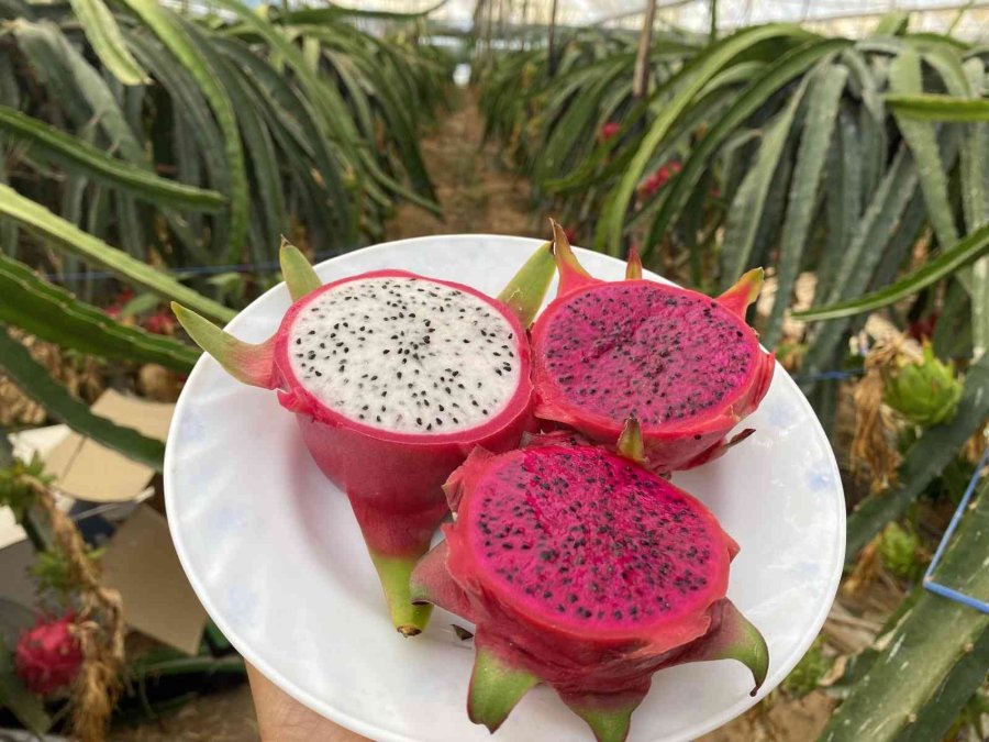 Ejder Meyvesinde Hasat Başladı