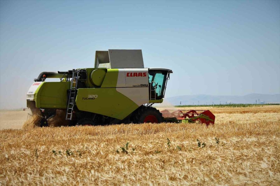 Konya Ovasında Bu Yıl Hububat Ürünlerinde Verim Ve Kalite Arttı