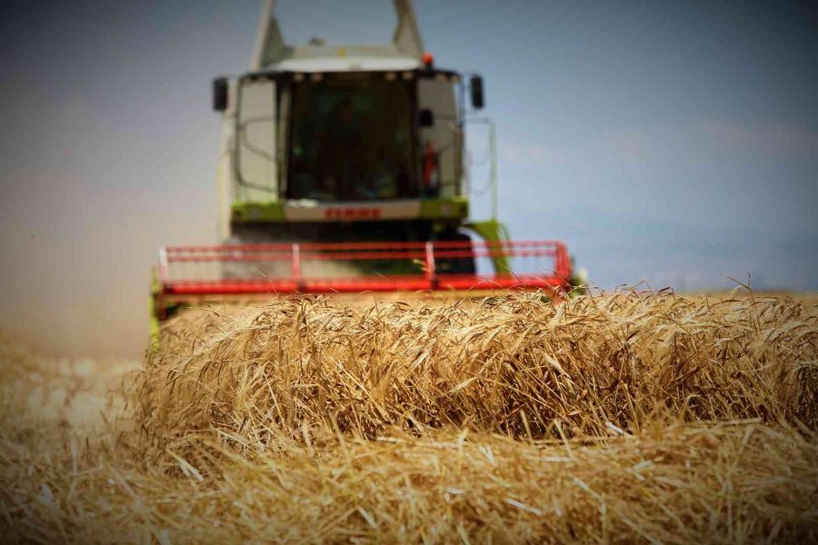 Konya Ovasında Bu Yıl Hububat Ürünlerinde Verim Ve Kalite Arttı