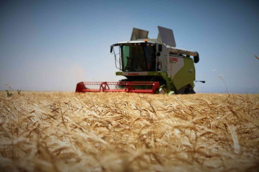 Konya Ovasında Bu Yıl Hububat Ürünlerinde Verim Ve Kalite Arttı