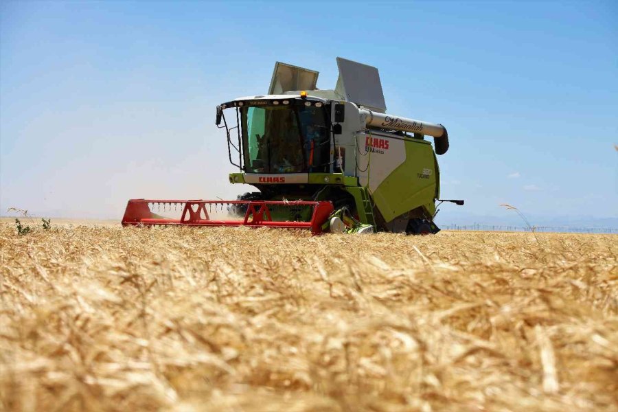 Konya Ovasında Bu Yıl Hububat Ürünlerinde Verim Ve Kalite Arttı