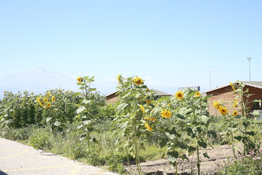 Büyükşehir’in ’doğal Ürünler Bahçesi Pazarı’ Açılıyor