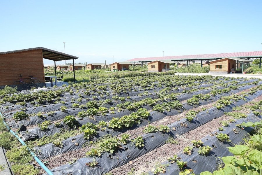 Büyükşehir’in ’doğal Ürünler Bahçesi Pazarı’ Açılıyor