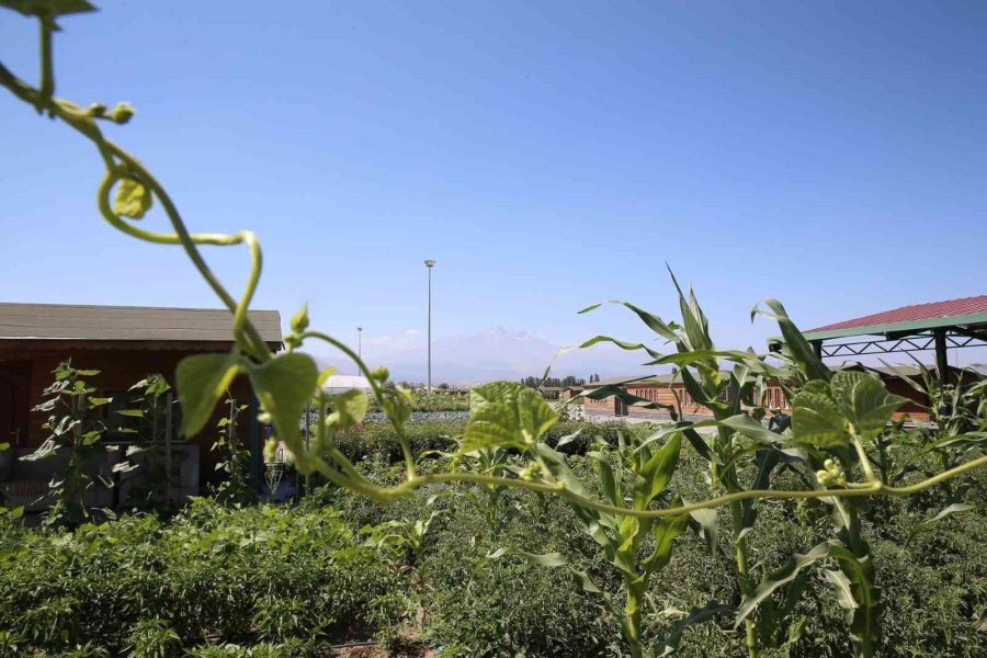 Büyükşehir’in ’doğal Ürünler Bahçesi Pazarı’ Açılıyor