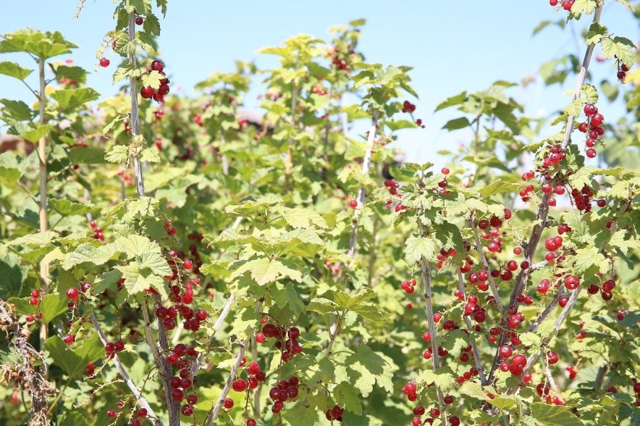 Büyükşehir’in ’doğal Ürünler Bahçesi Pazarı’ Açılıyor
