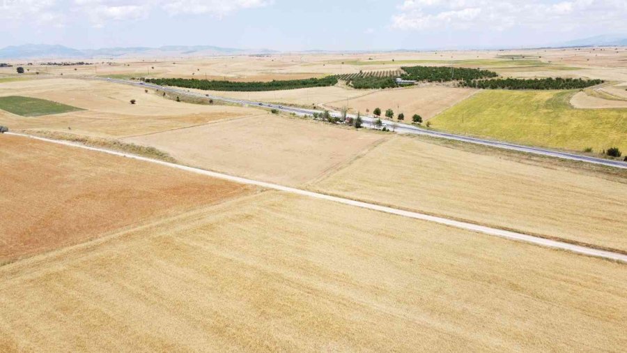 Konya’da Çiftçiler Buğday Hasadına Hazırlanıyor