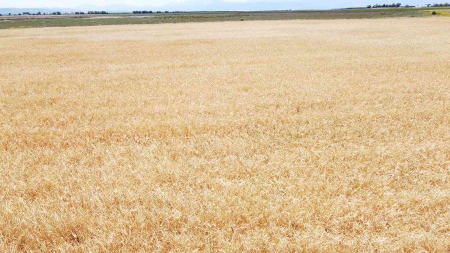 Konya’da Çiftçiler Buğday Hasadına Hazırlanıyor