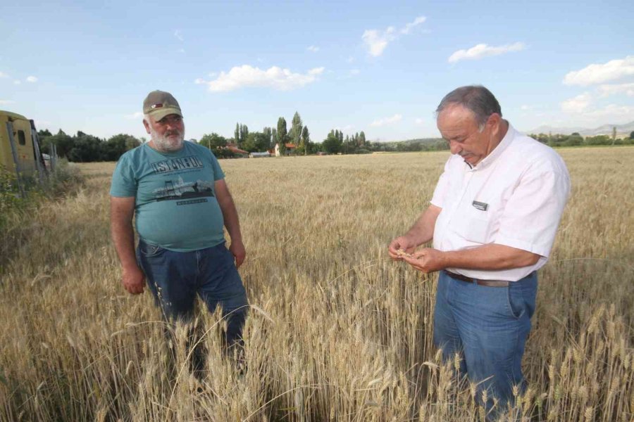 Konya’da Çiftçiler Buğday Hasadına Hazırlanıyor