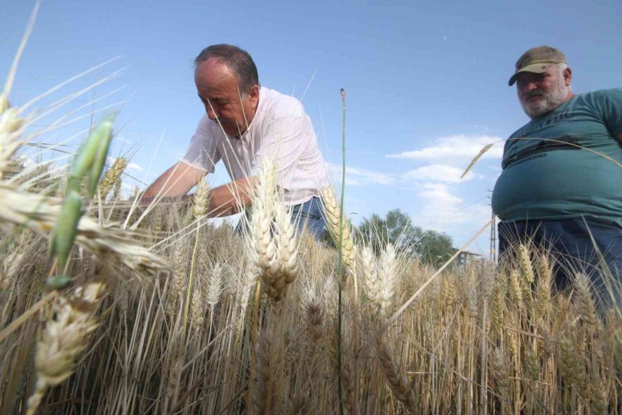 Konya’da Çiftçiler Buğday Hasadına Hazırlanıyor