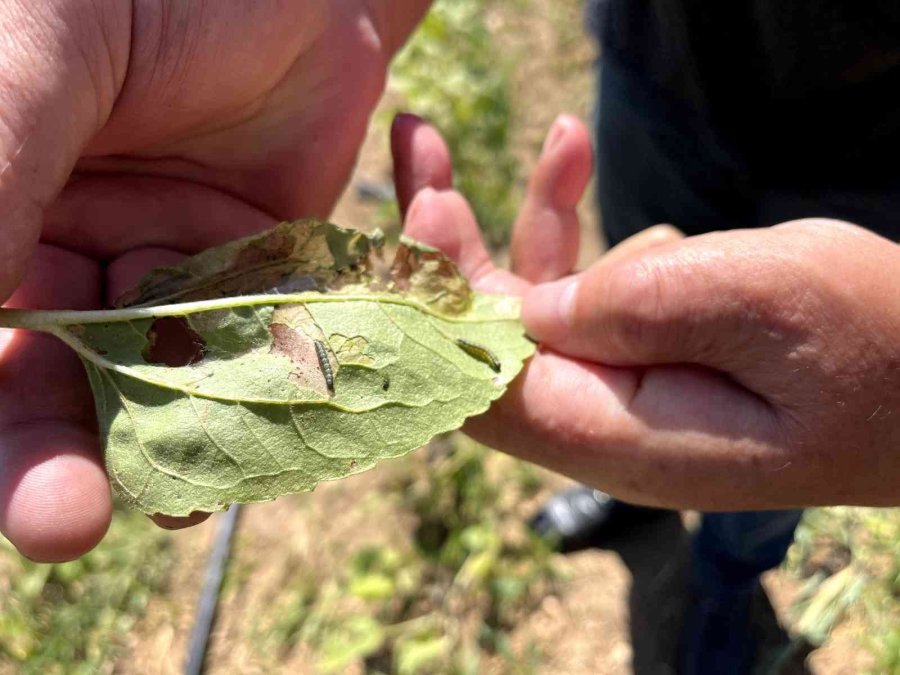 Eskişehir’de ‘çayır Tırtılı’ İle Mücadele Başlatıldı