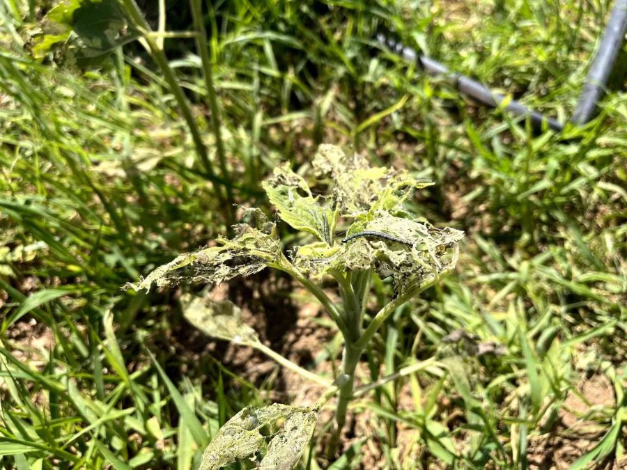Eskişehir’de ‘çayır Tırtılı’ İle Mücadele Başlatıldı