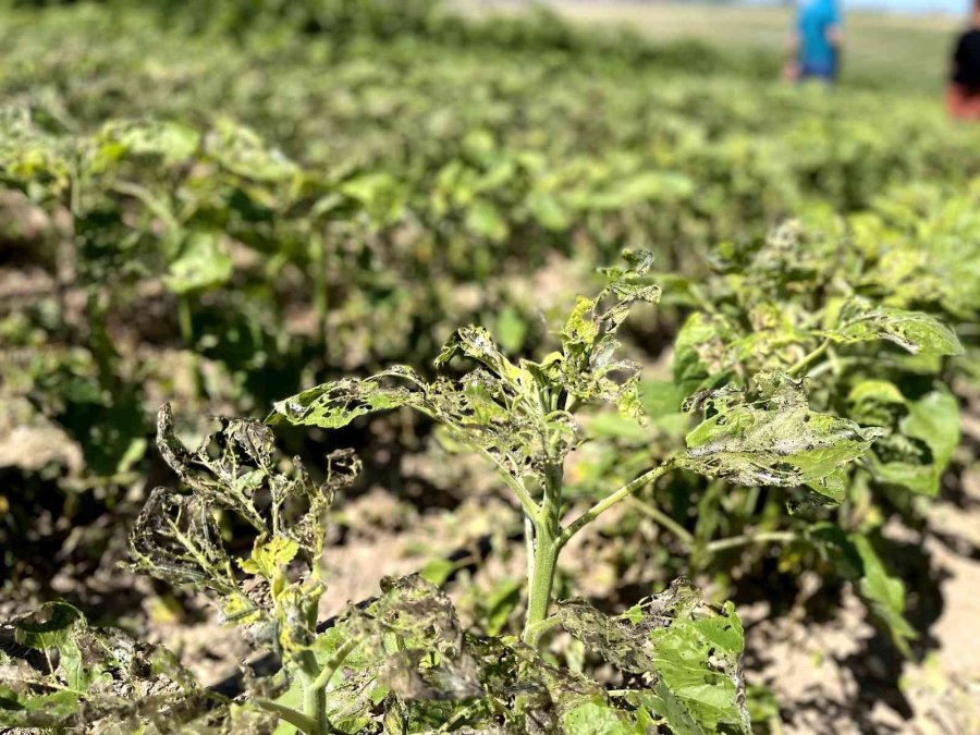 Eskişehir’de ‘çayır Tırtılı’ İle Mücadele Başlatıldı