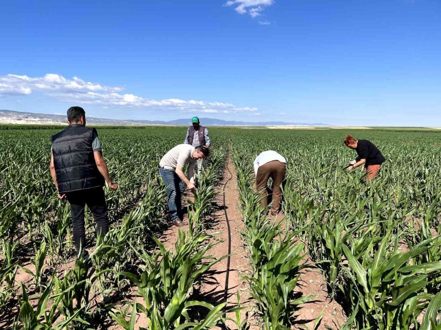 Eskişehir’de ‘çayır Tırtılı’ İle Mücadele Başlatıldı