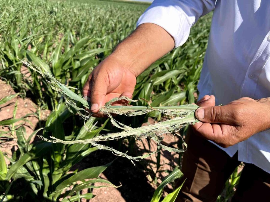 Eskişehir’de ‘çayır Tırtılı’ İle Mücadele Başlatıldı