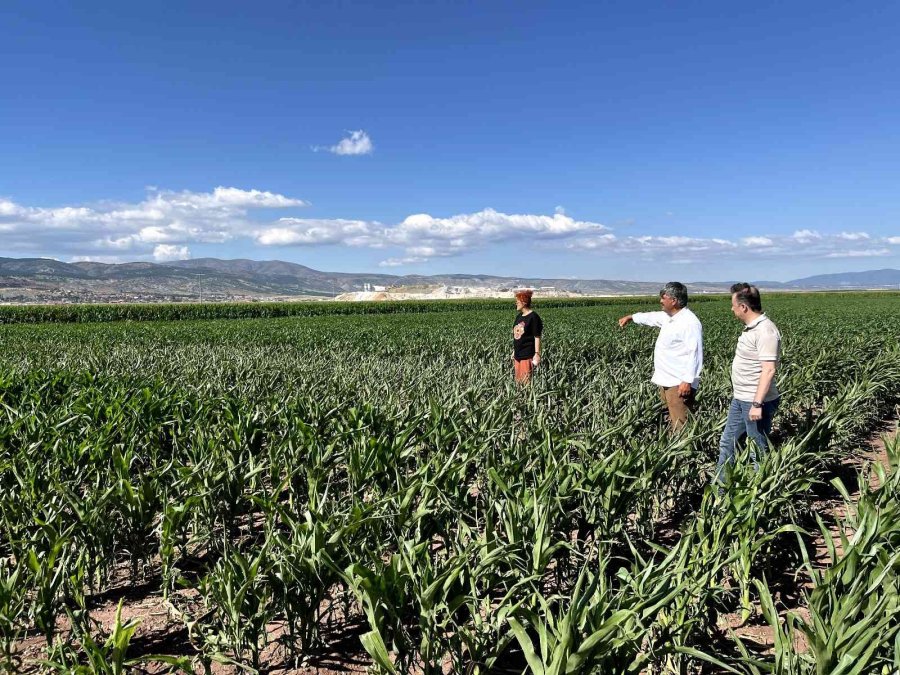 Eskişehir’de ‘çayır Tırtılı’ İle Mücadele Başlatıldı