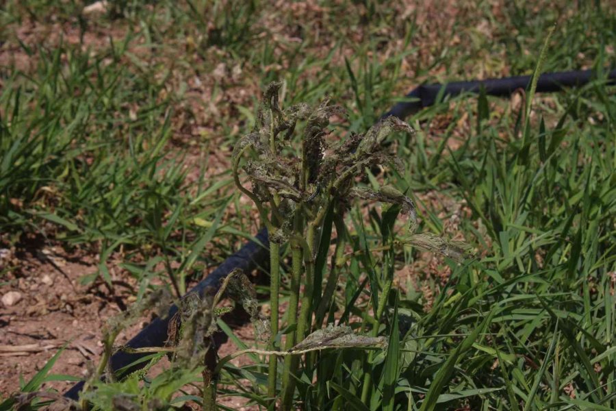 Eskişehir’de ‘çayır Tırtılı’ İle Mücadele Başlatıldı